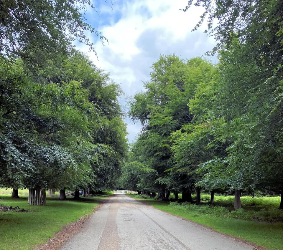 A quiet, tree-lined residential road